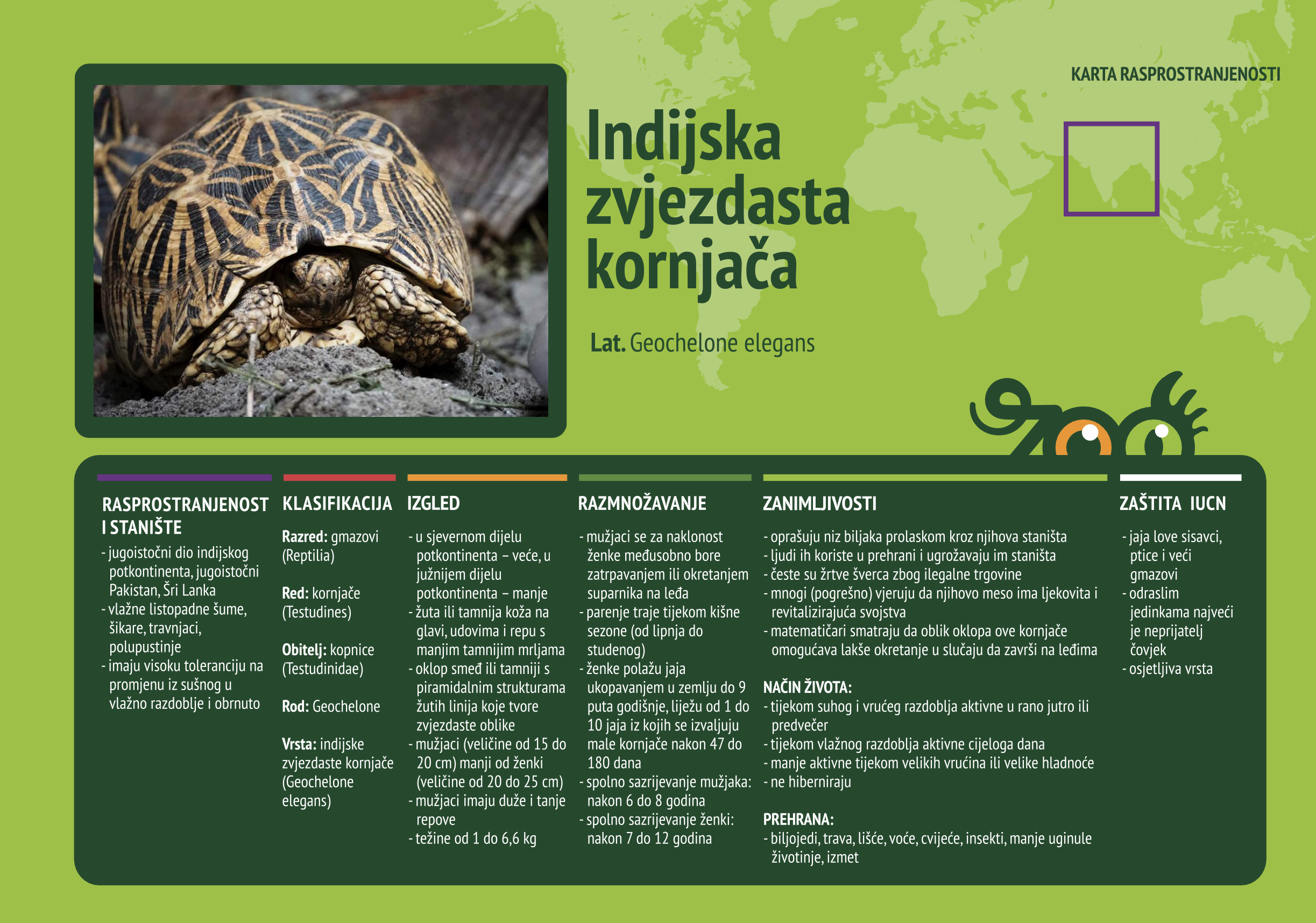 Indijska zvjezdasta kornjača (Geochelone elegans)